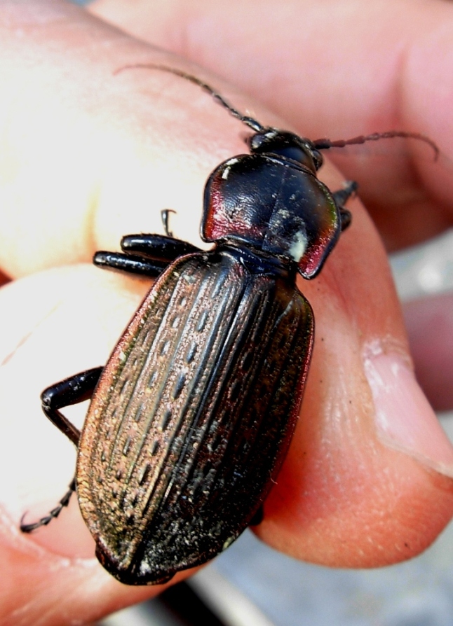 altro coleottero: Carabus morbillosus