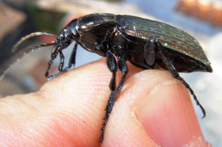 altro coleottero: Carabus morbillosus