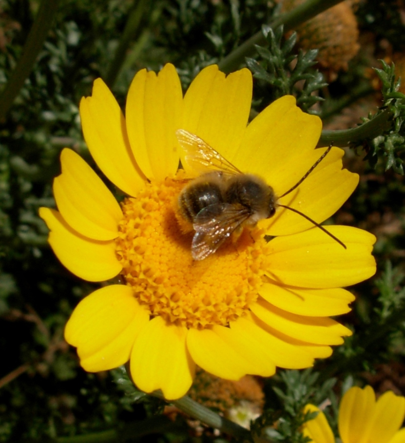 Eucera sp.