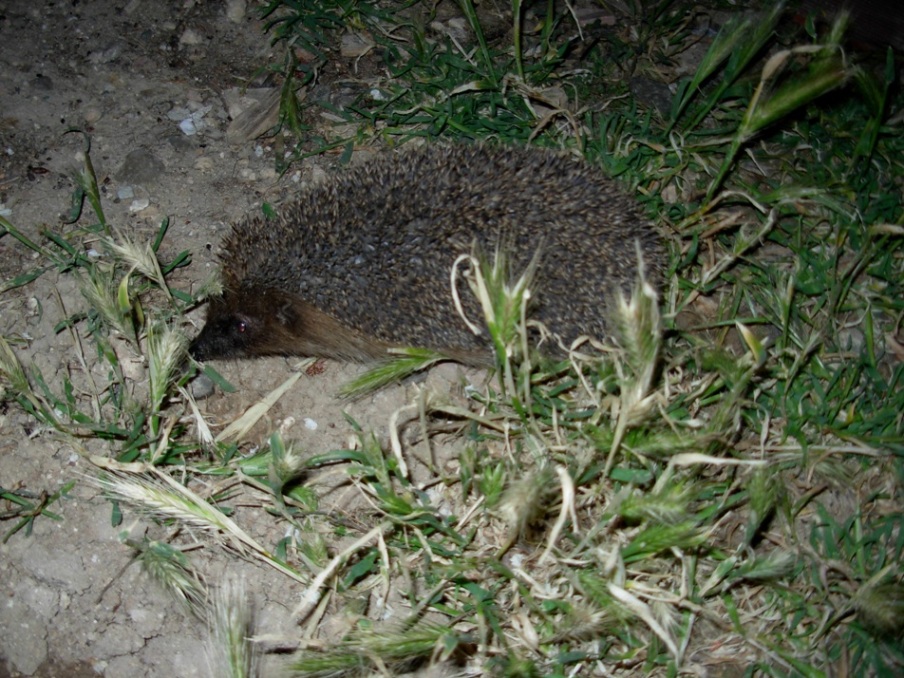 Riccio, ospite notturno