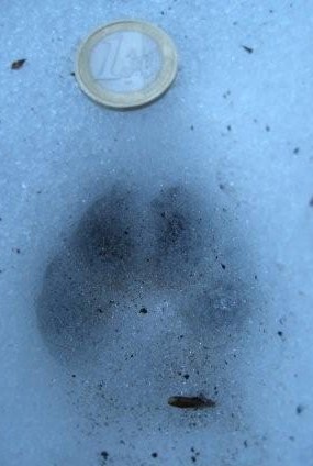 Impronte di lupo?