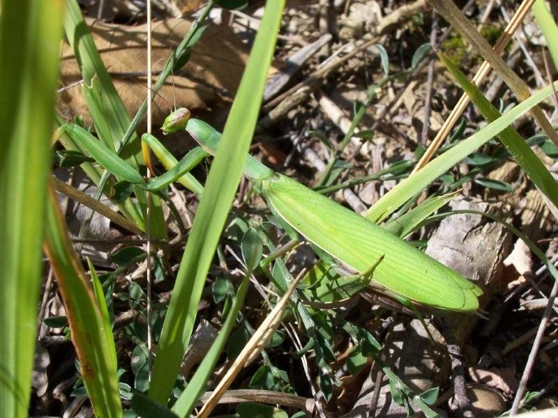 Mantis religiosa