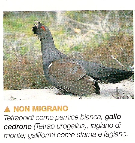 Ma solo TETRAONIDI e GALLIFORMI non migrano?