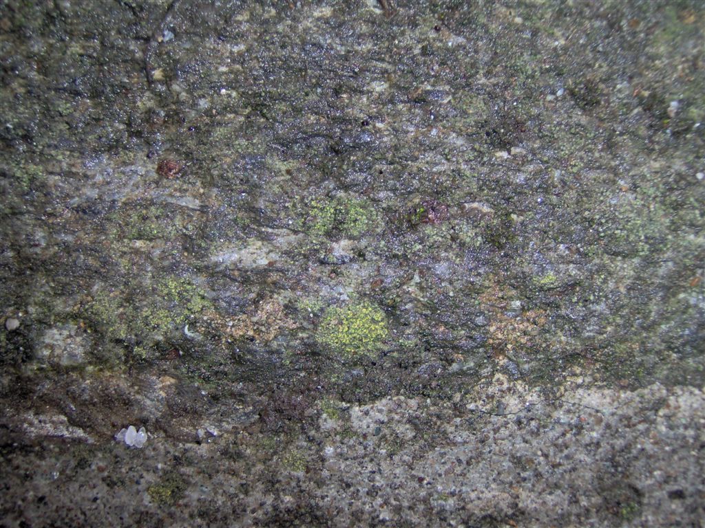 identificazione licheni rupicoli