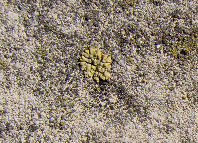 identificazione licheni rupicoli