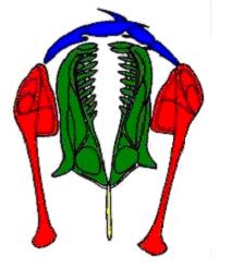 Scheda sui rotiferi
