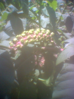 erbaccia sconosciuta - Phytolacca americana