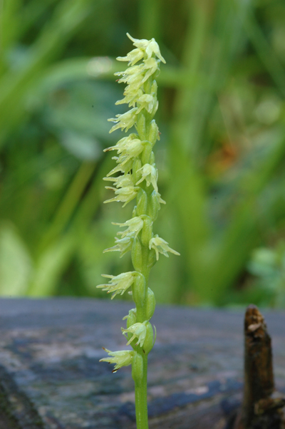 Herminium monorchis