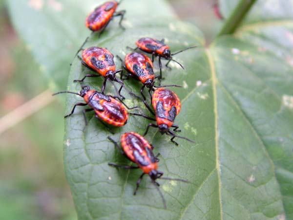 ninfe di Tropidothorax leucopterus