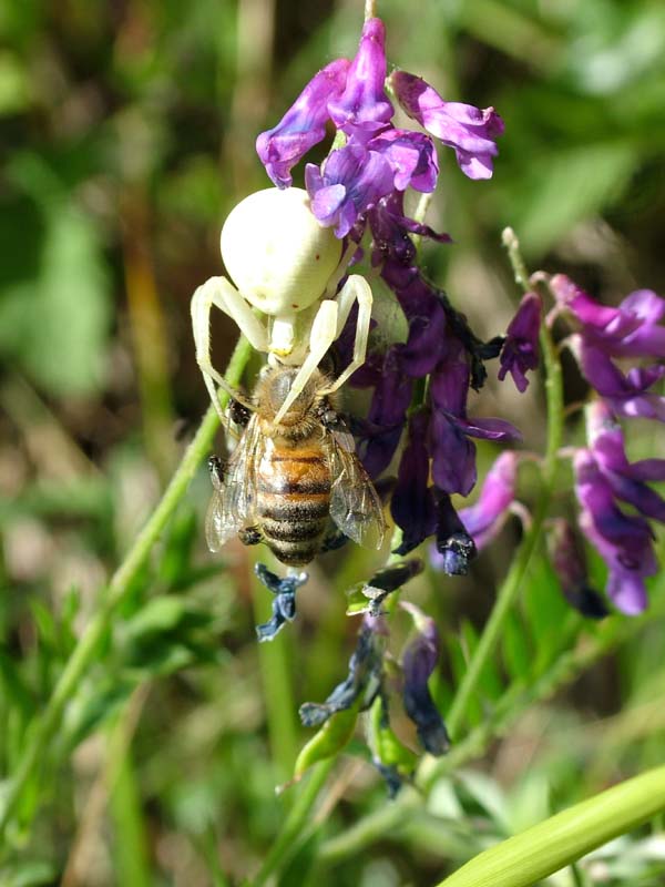 Misumena vatia