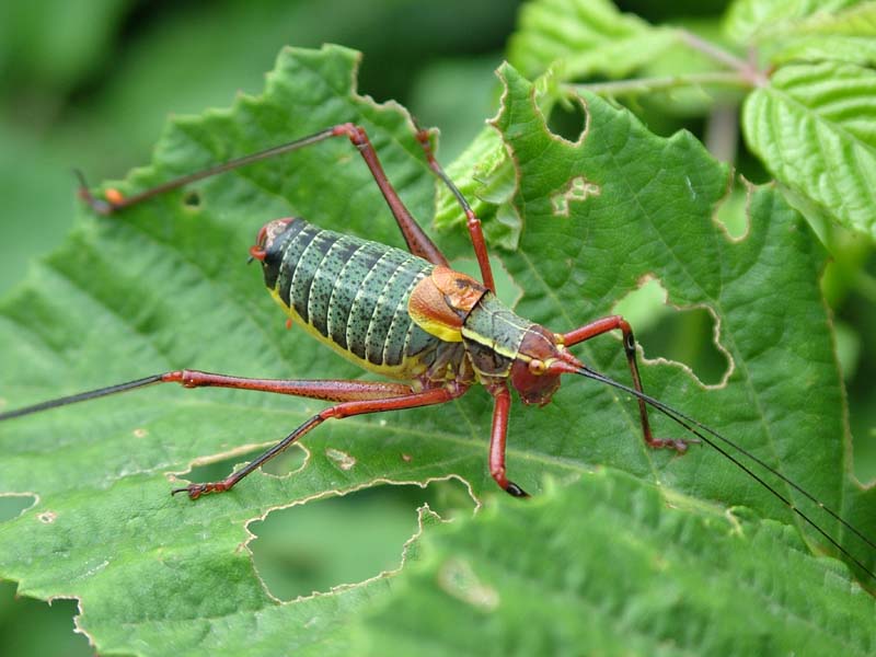 Barbitistes sp. e Ephippiger sp.