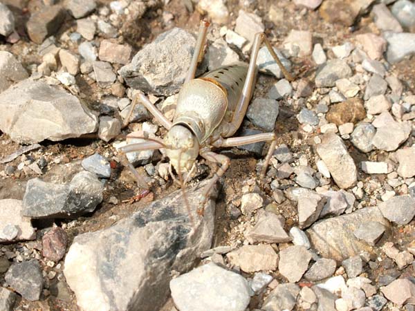 Barbitistes sp. e Ephippiger sp.