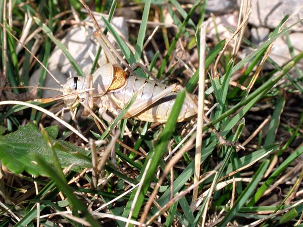 Barbitistes sp. e Ephippiger sp.