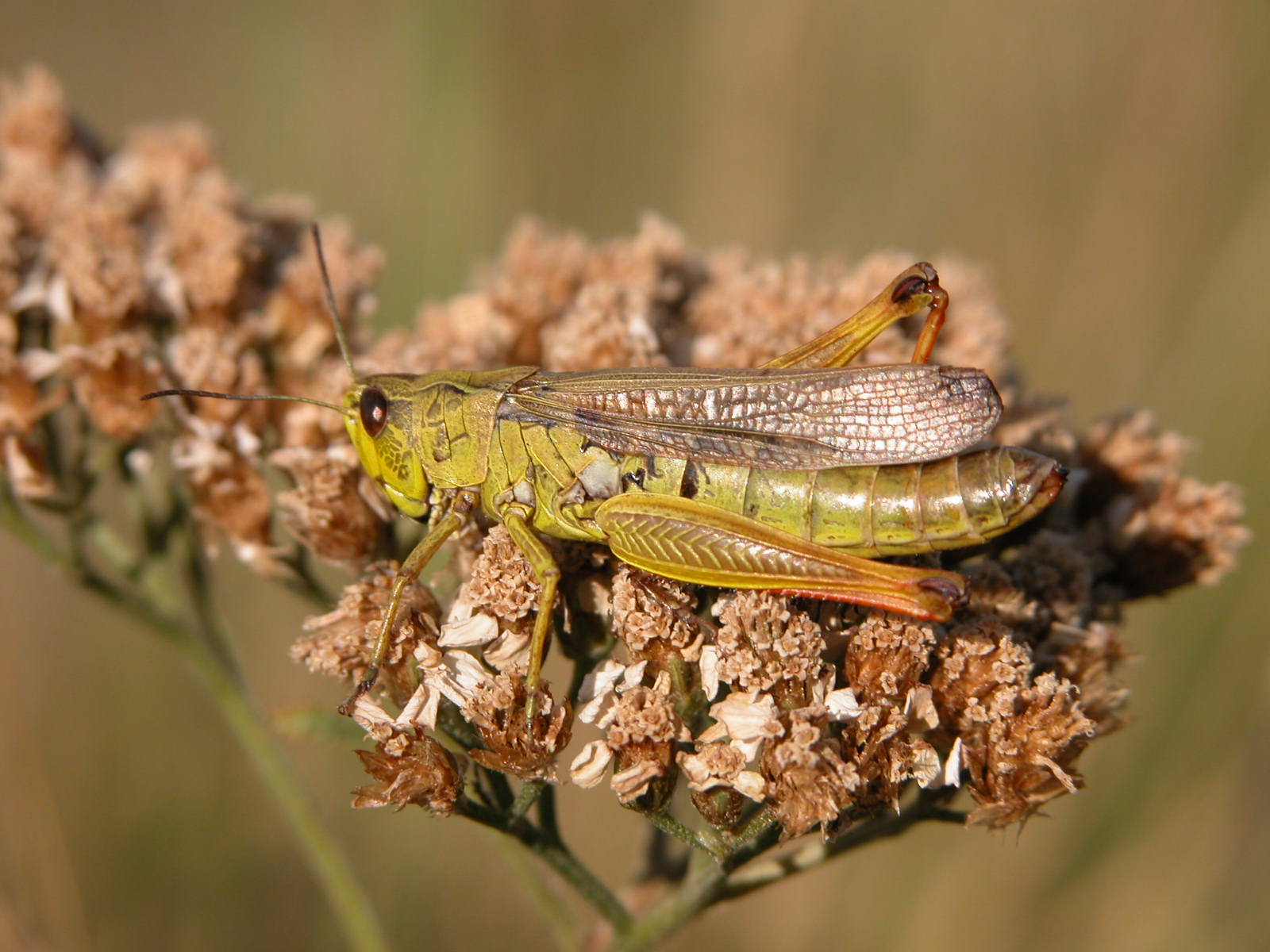 Stauroderus scalaris (Acrididae)