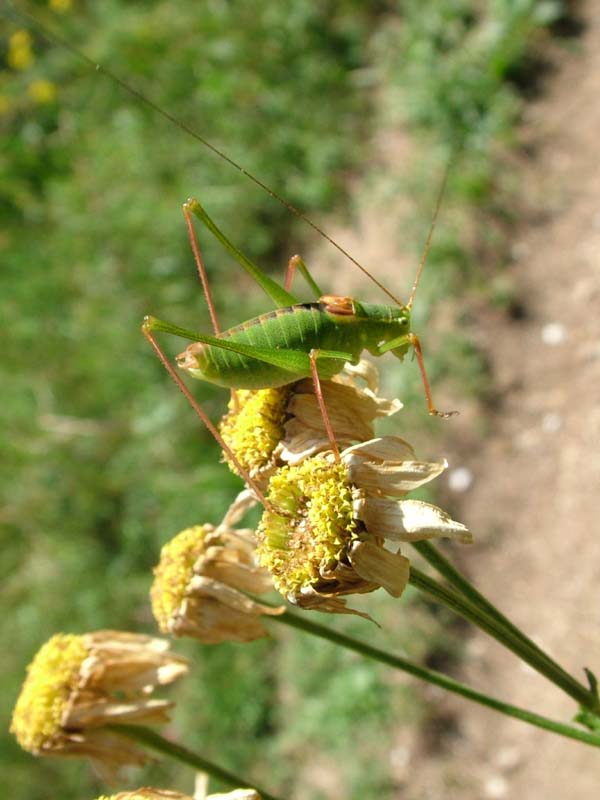 Ha un nome? ovviamente s!: Leptophyes laticauda