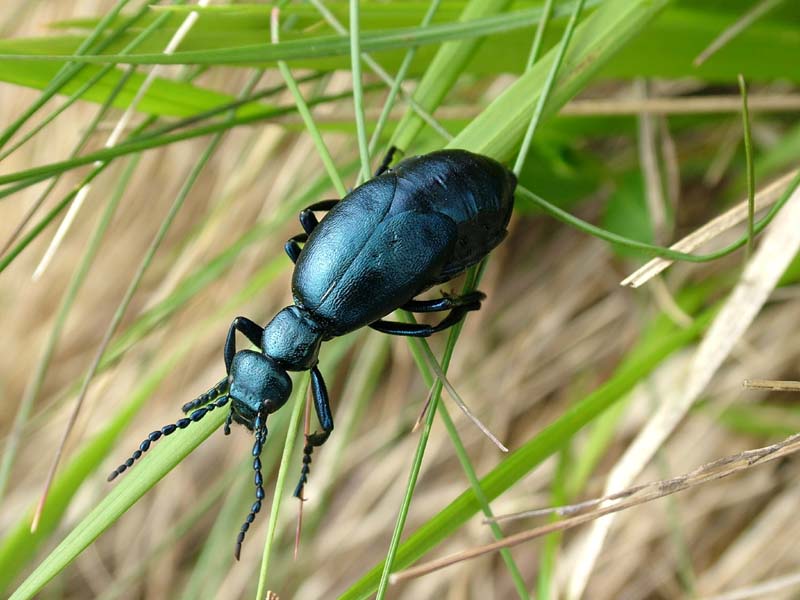 Meloe violaceus