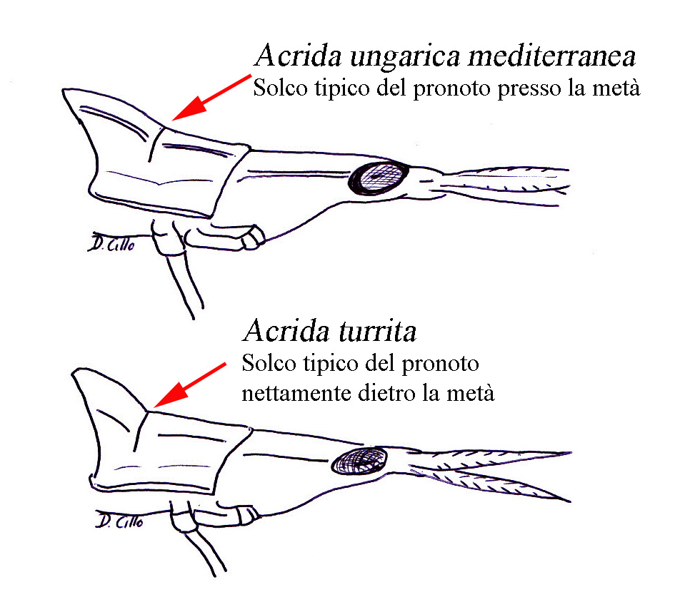 Acrida turrita o Acrida ungarica mediterranea ?