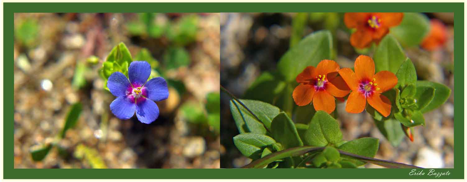 Lysimachia (=Anagallis) monellii, Jasione montana e Santolina insularis