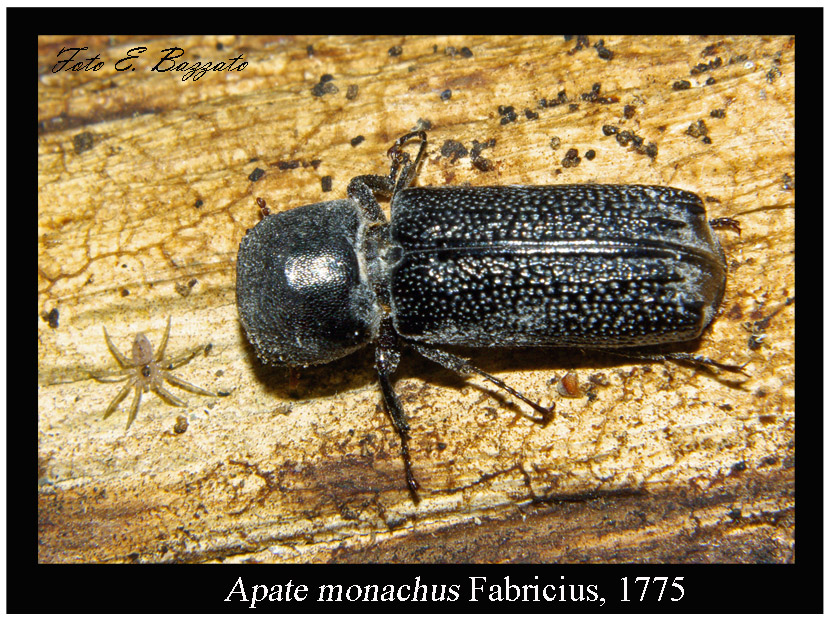 Apate monachus (Coleoptera, Bostrychidae)
