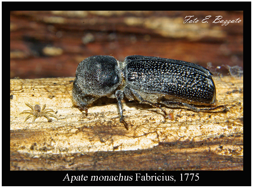 Apate monachus (Coleoptera, Bostrychidae)