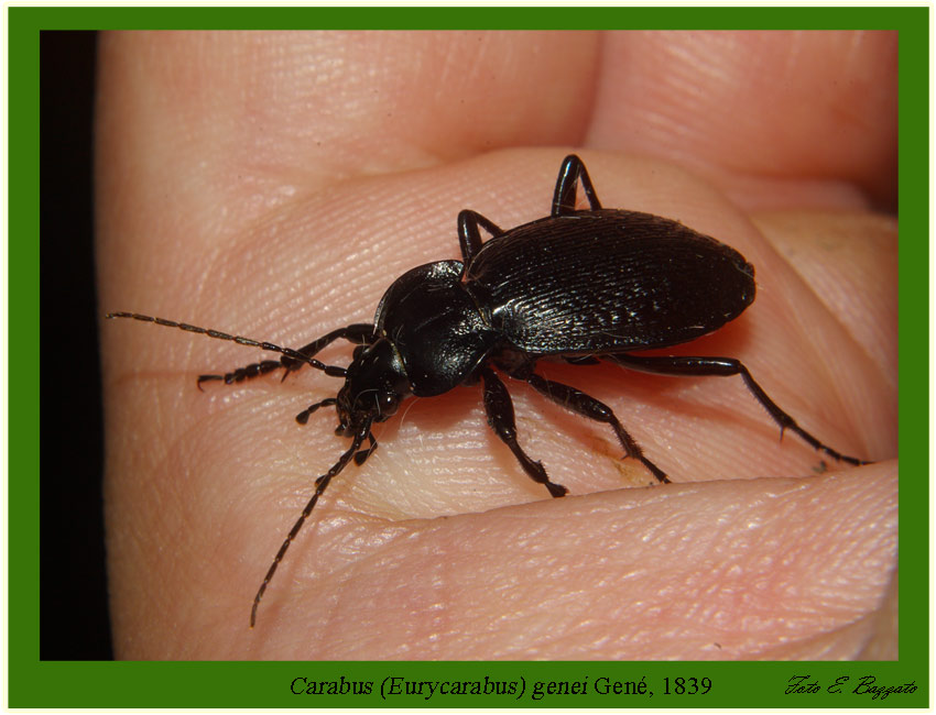 Carabus (Eurycarabus) genei (Coleoptera, Carabidae)