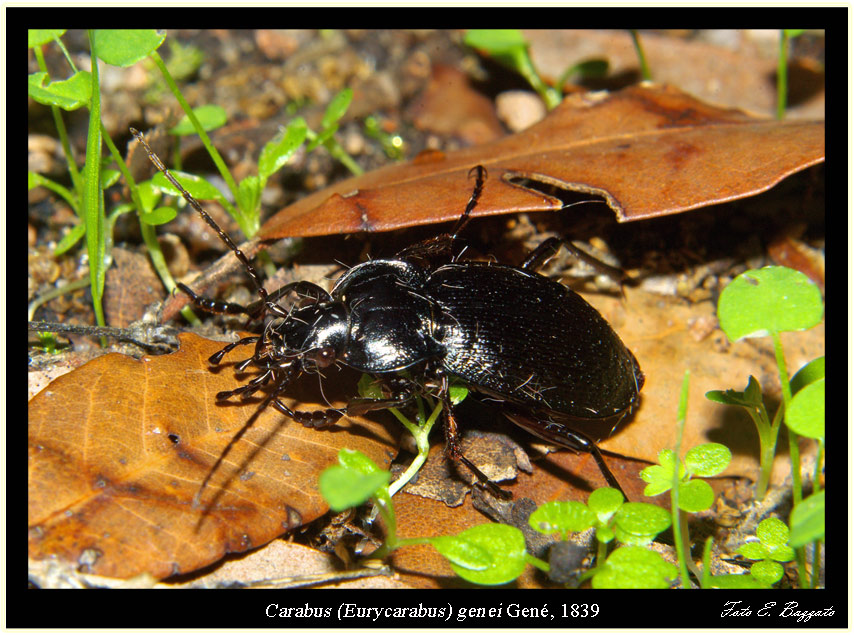 Carabus (Eurycarabus) genei (Coleoptera, Carabidae)