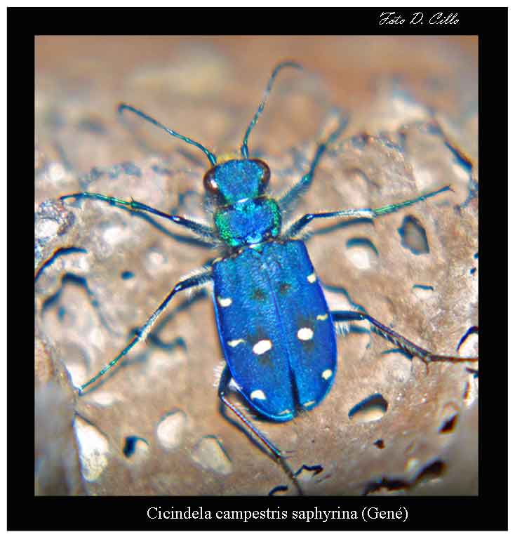 Cicindela (Cicindela) campestris saphyrina