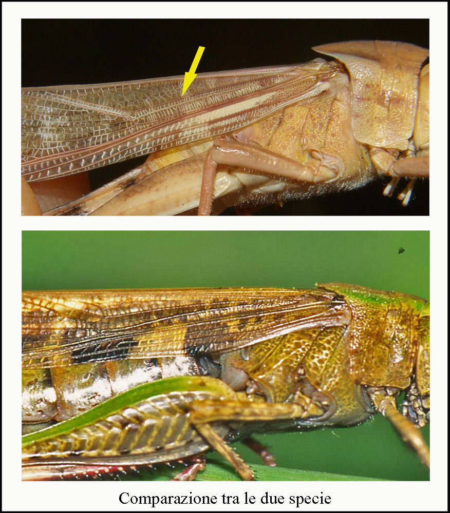 Aiolopus strepens