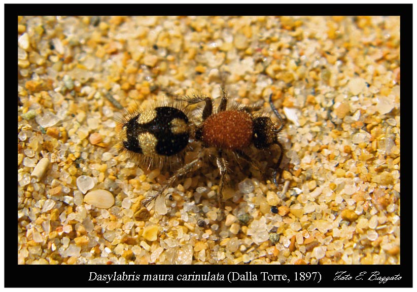 Dasylabris maura carinulata (Hymenoptera, Mutillidae)