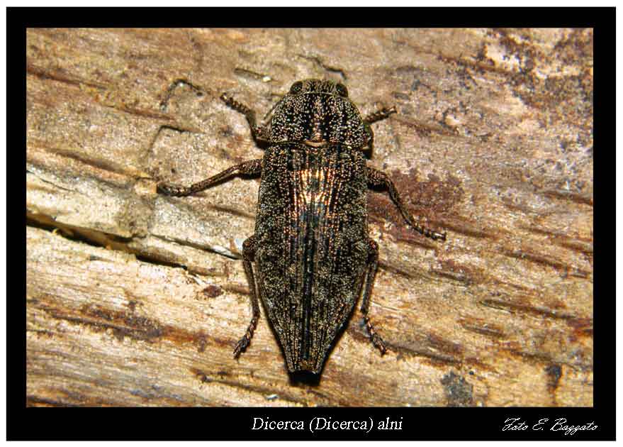 Dicerca alni (Coleoptera, Buprestidae)