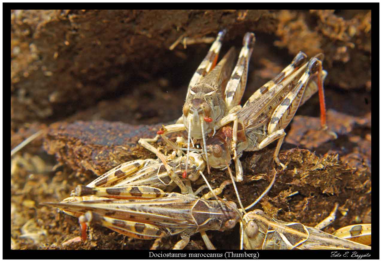 Coprofagia (anche Dociostaurus maroccanus con acari)