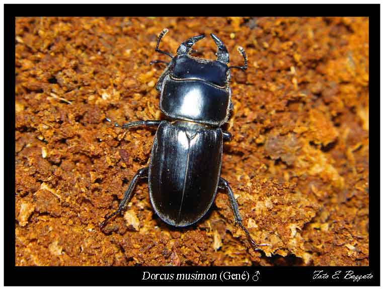 Dorcus musimon (Coleoptera, Lucanidae)