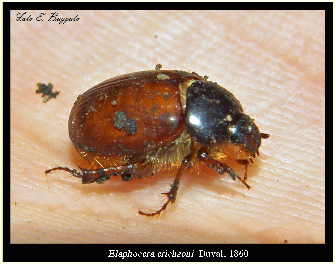 Elaphocera erichsoni (Coleoptera, Melolonthidae)