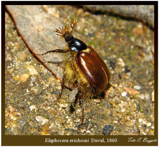 Elaphocera erichsoni (Coleoptera, Melolonthidae)