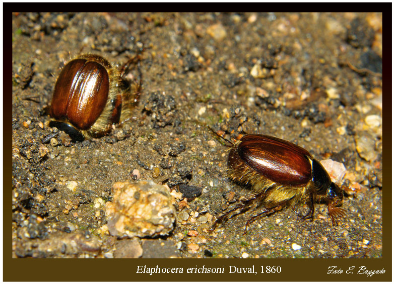 Elaphocera erichsoni (Coleoptera, Melolonthidae)