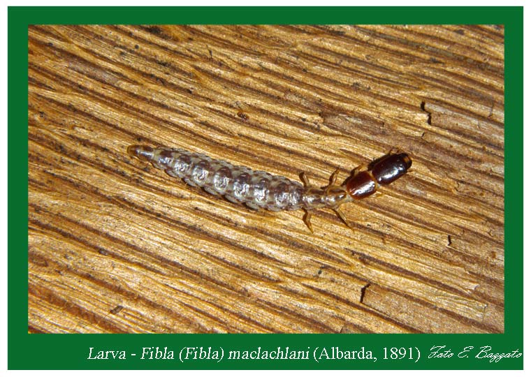 Fibla (Fibla) maclachlani (Raphidioptera, Inocellidae)