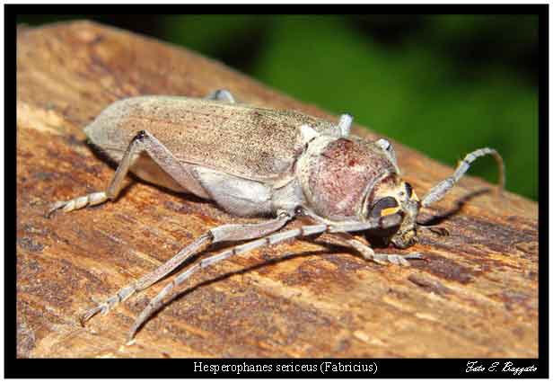 Hesperophanes sericeus (Cerambycidae)