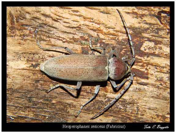 Hesperophanes sericeus (Cerambycidae)
