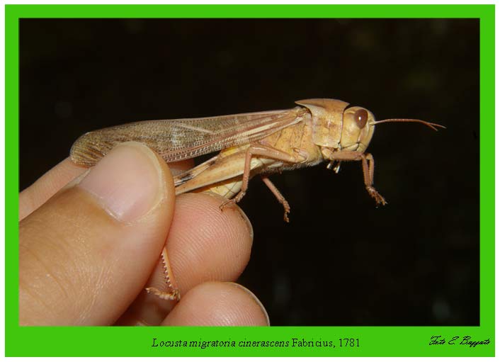 Aiolopus strepens