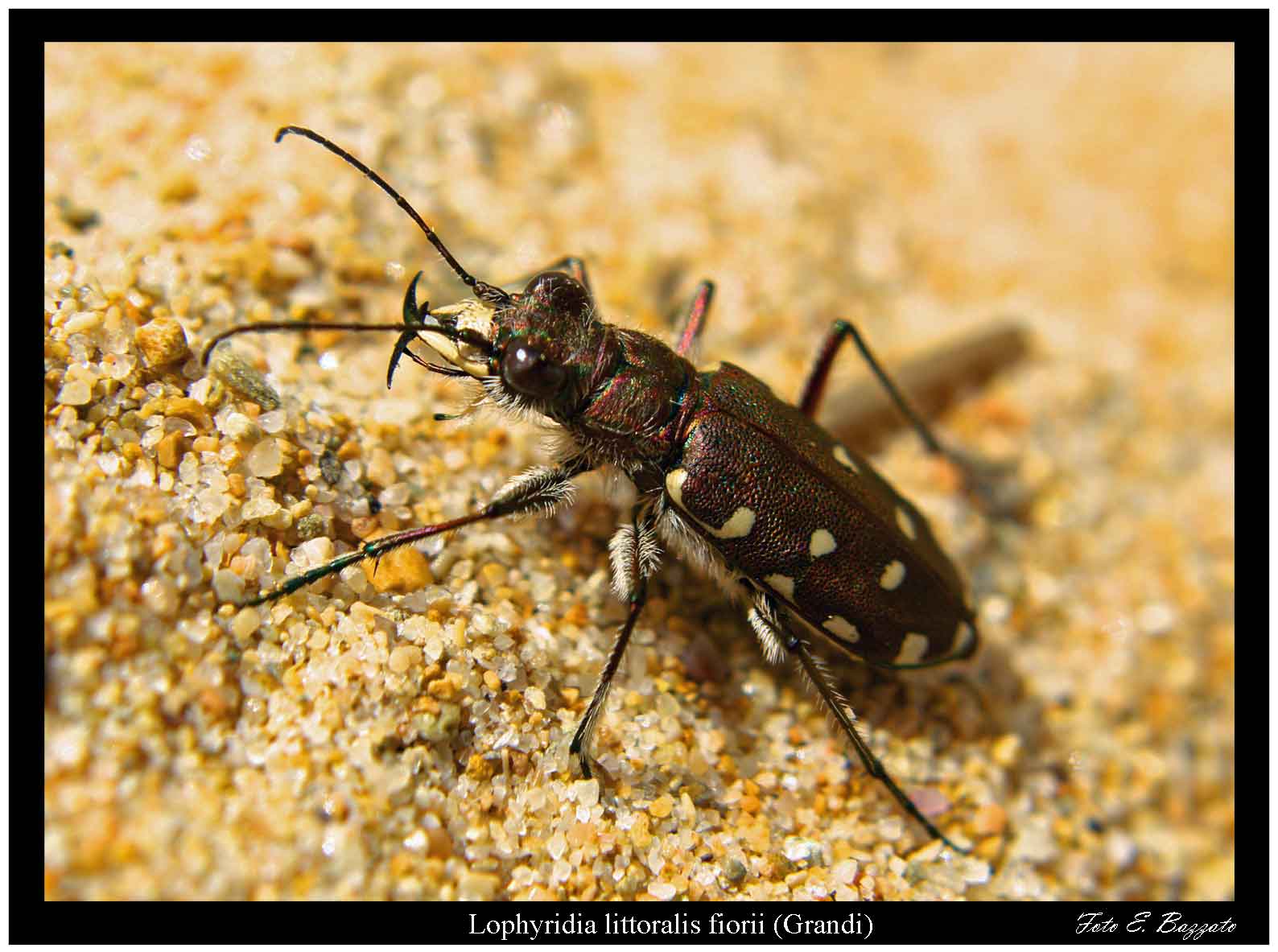 E'' un po'' mimetica Lophyridia littoralis nemoralis