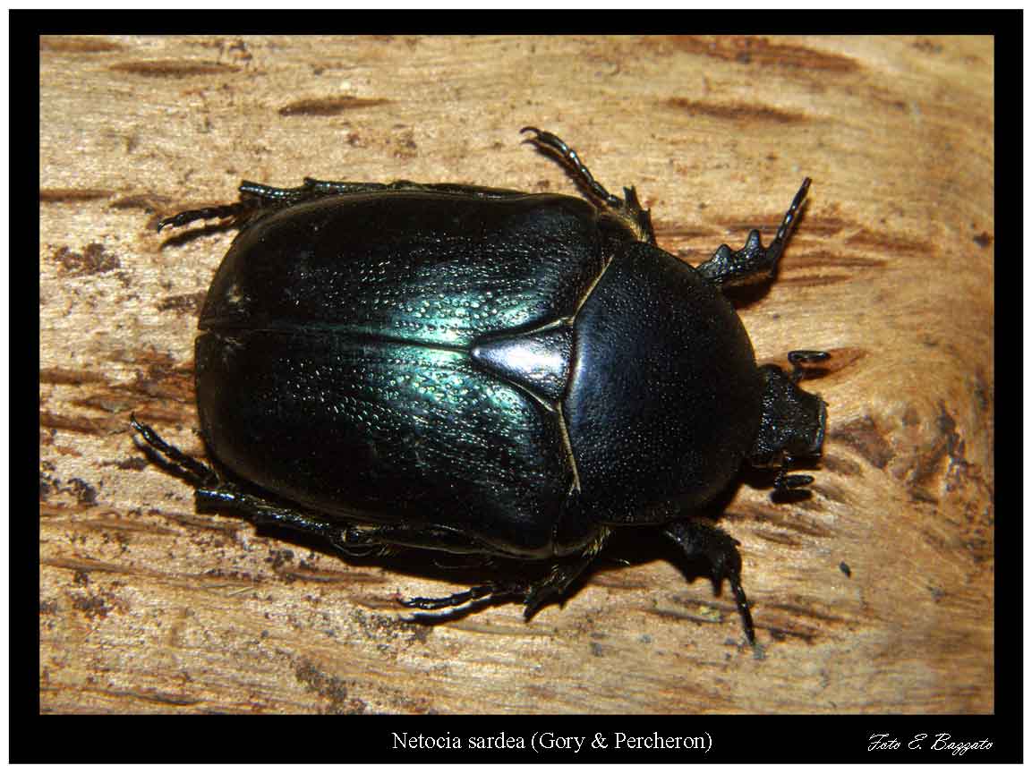 Protaetia sardea (Cetoniidae)