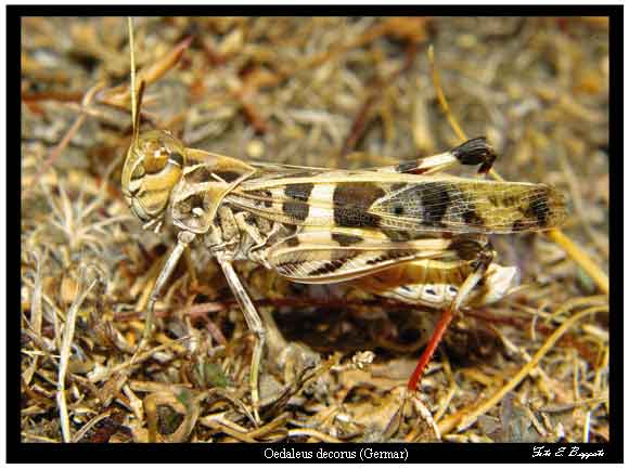 Un regalino ... Oedaleus decorus (Acrididae, Oedipodinae)