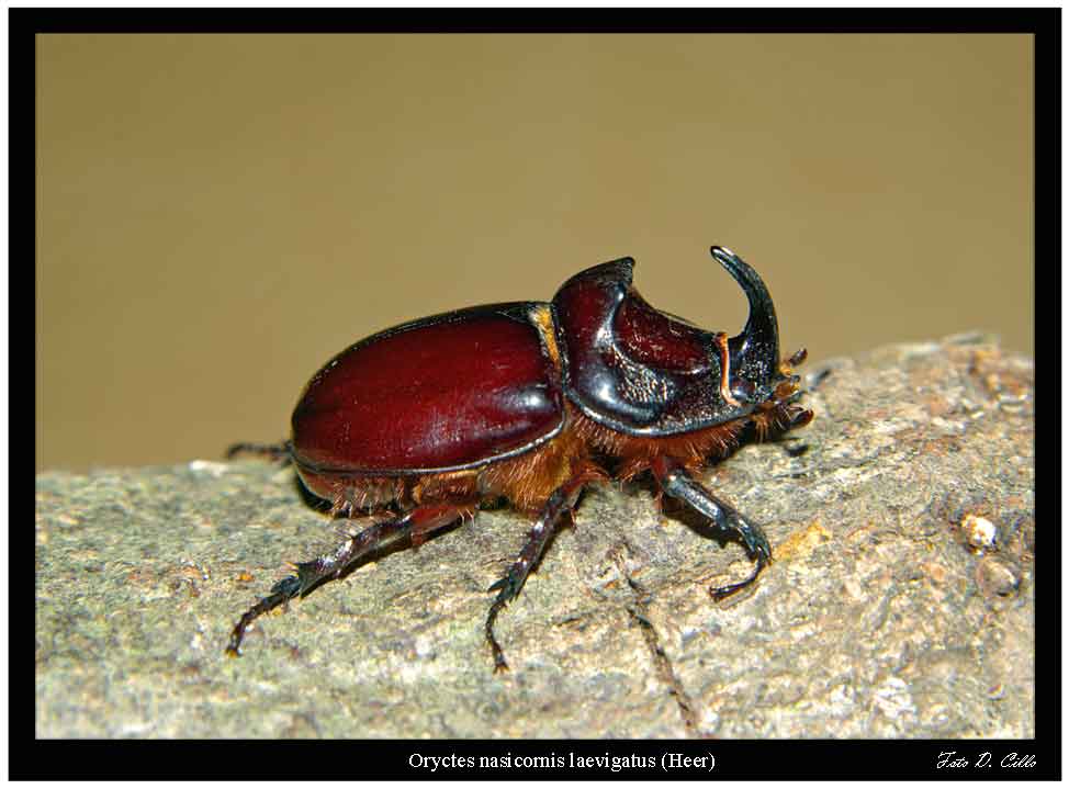 Oryctes nasicornis corniculatus (Coleoptera, Dynastidae)