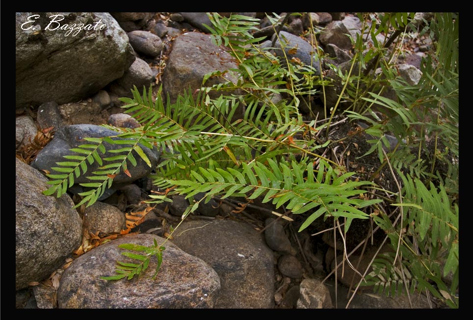 Osmunda regalis / Osmunda regale