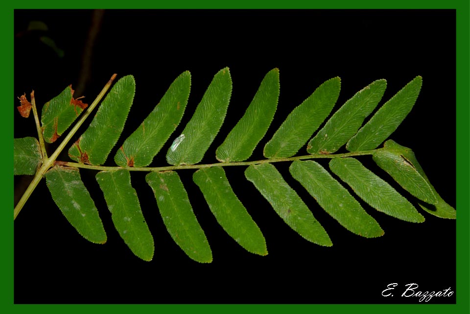 Osmunda regalis / Osmunda regale