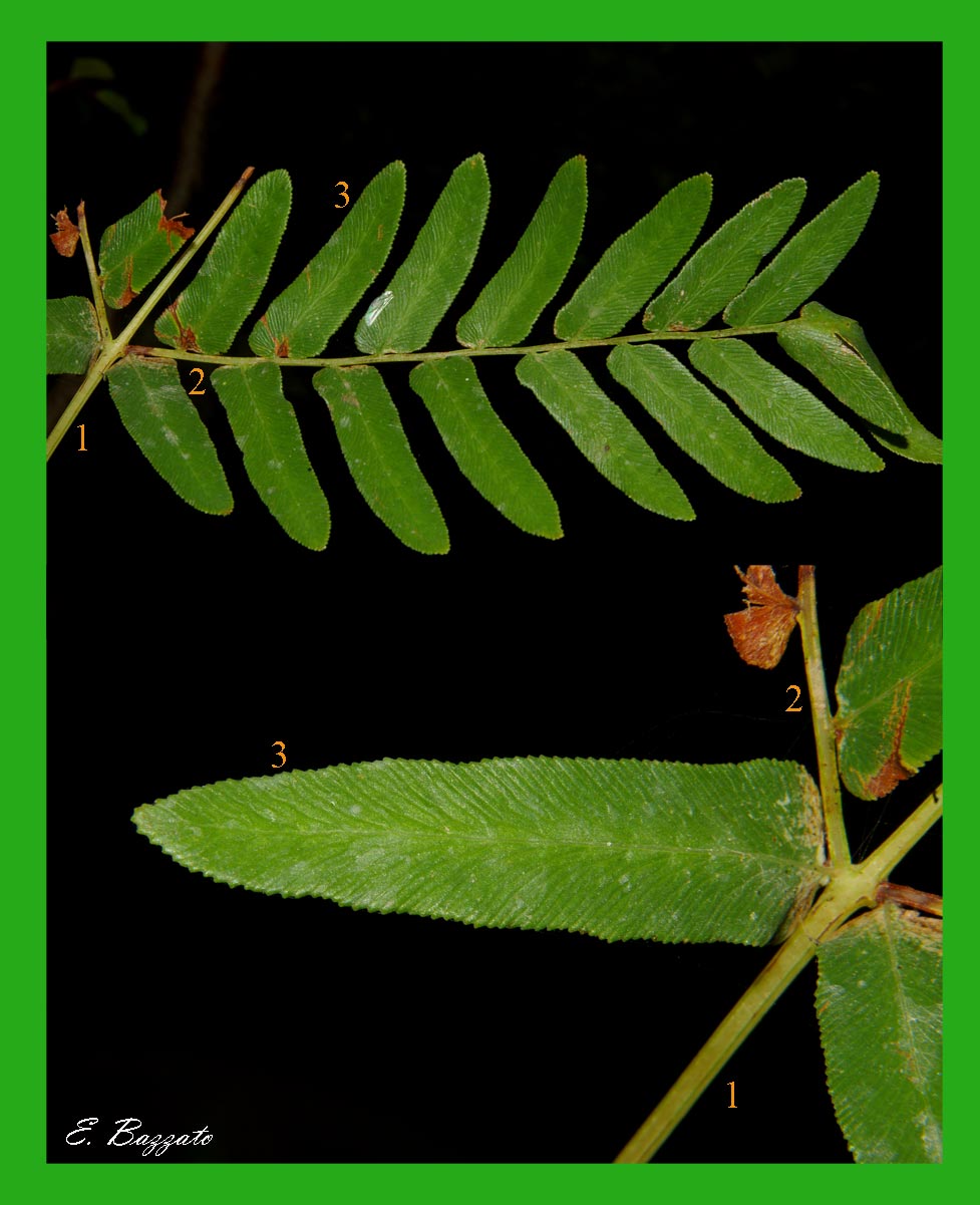 Osmunda regalis / Osmunda regale