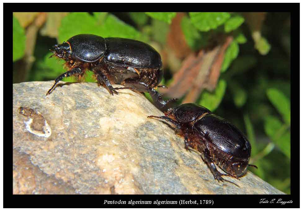Pentodon algerinus algerinus (Coleoptera, Dynastidae)