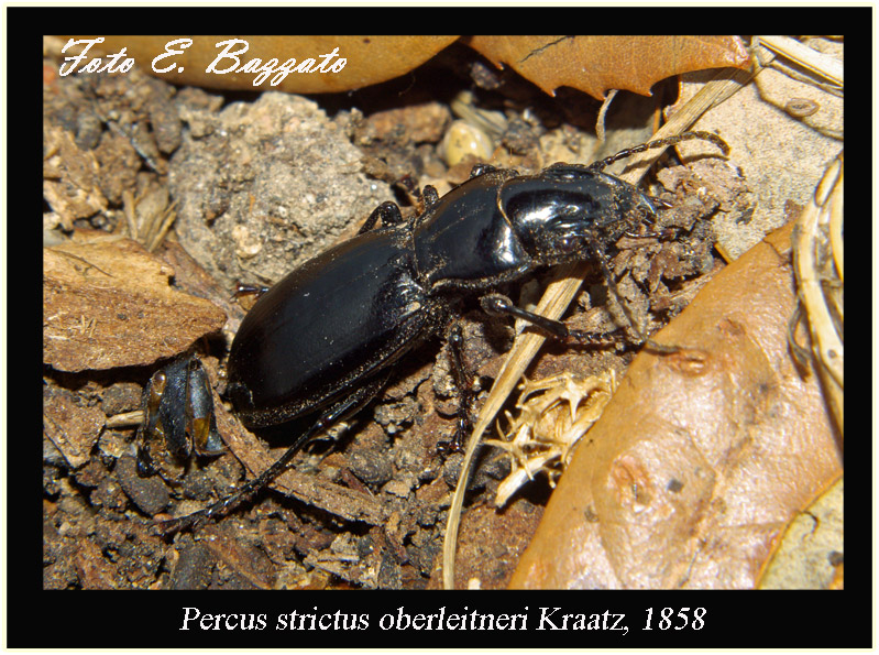 Percus strictus oberleitneri (Coleoptera, Carabidae)