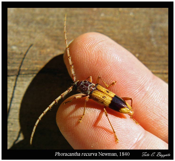 Phoracantha recurva (Coleoptera, Cerambycidae)