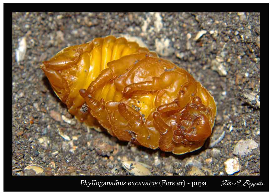 Phyllognathus excavatus  (Coleoptera, Dynastidae)